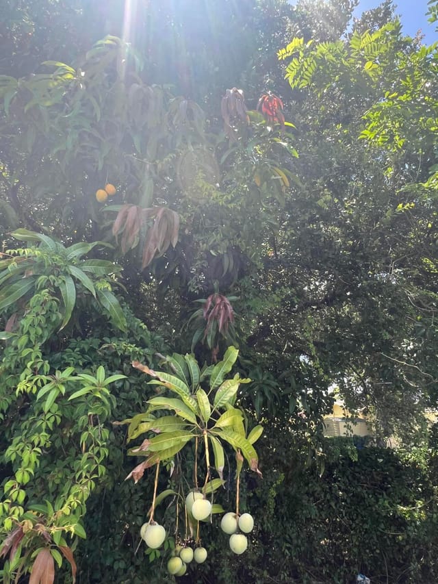 Mango 2